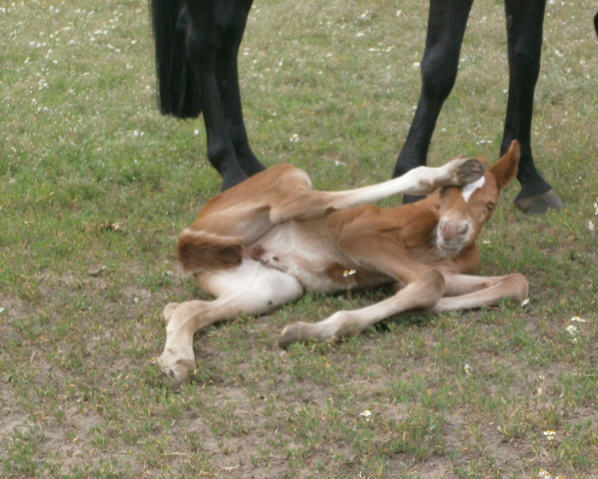 dressage horse Redric SL (Hanoverian, 2011, from Rohdiamant)