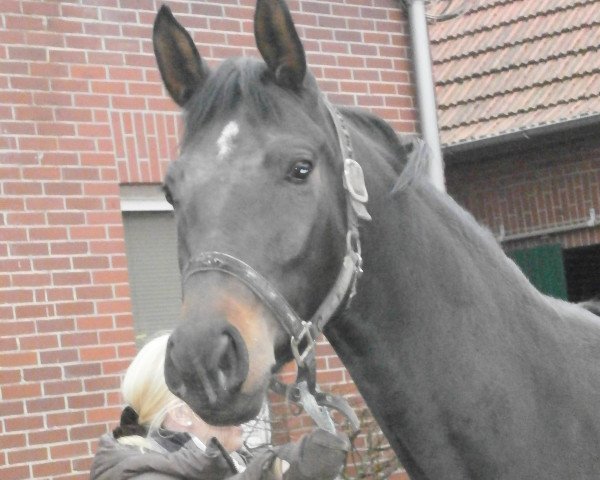 broodmare Suri SL (Hanoverian, 2007, from Stalypso)
