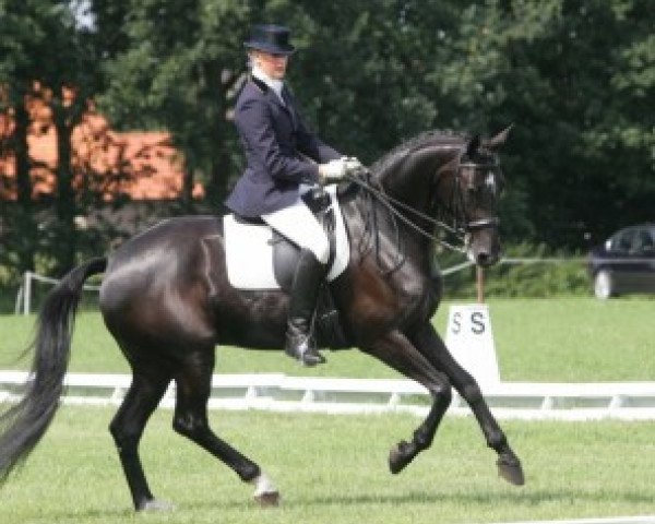 Dressurpferd Up Seven (KWPN (Niederländisches Warmblut), 2001, von Oo-Seven)