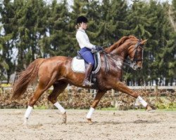 horse Miss Loxley (Rhinelander, 2003, from Lord Loxley I)