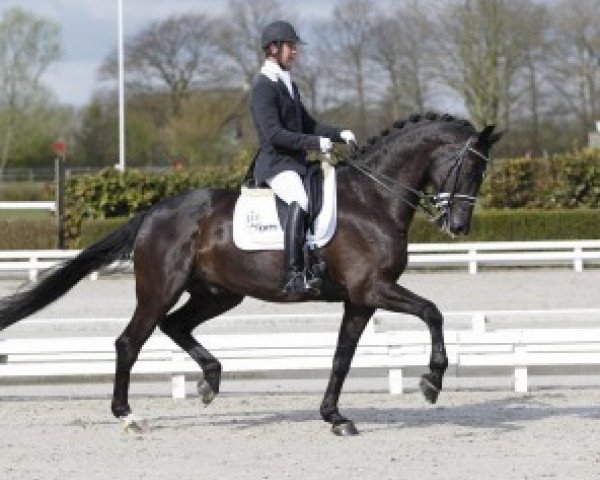 dressage horse Willem Alexander (KWPN (Royal Dutch Sporthorse), 2003, from Negro)