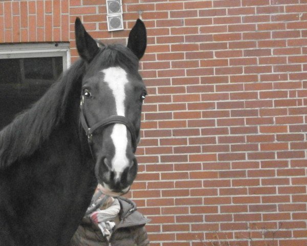 broodmare Wildkatze SL (Hanoverian, 2000, from Wolkentanz II)
