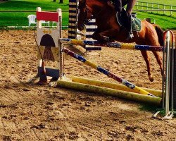 jumper Goldis Fox (German Riding Pony, 2010, from Nobelstar)