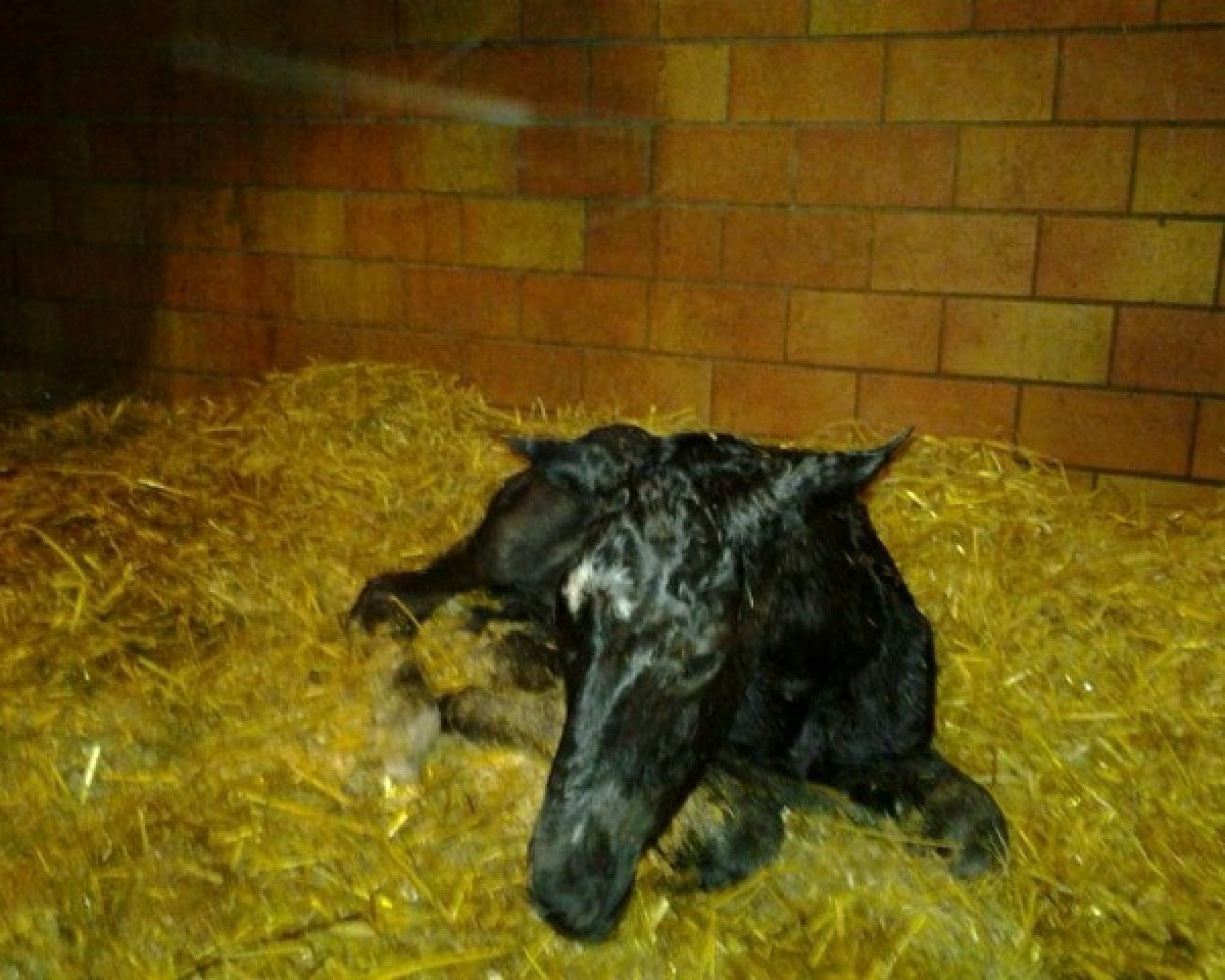 horse Dionne SL (Hanoverian, 2014, from De Niro)