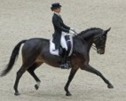 dressage horse Landy's Akvarel (unknown, 2003, from Landcruiser)