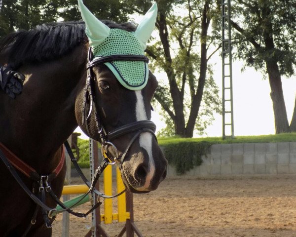 jumper Body (German Riding Pony, 2006, from Black Boy)