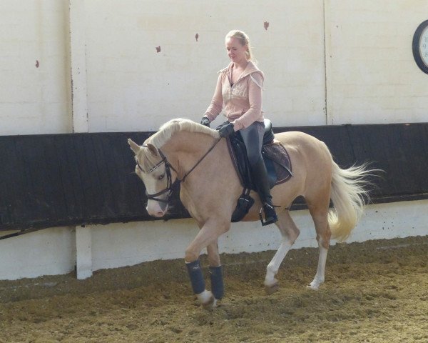 dressage horse Mozart (German Riding Pony, 2008, from Eiluns Monopoly)