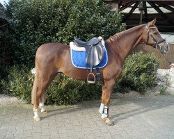 dressage horse Milo 20 (German Riding Pony, 2004, from Martini)