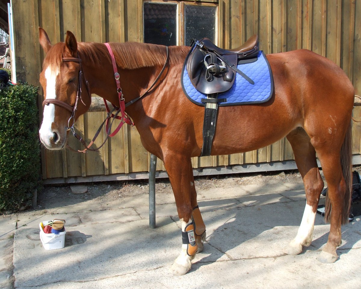 Pferd Farina Farbenfroh (Hannoveraner, 2009, von Fürst Romancier)