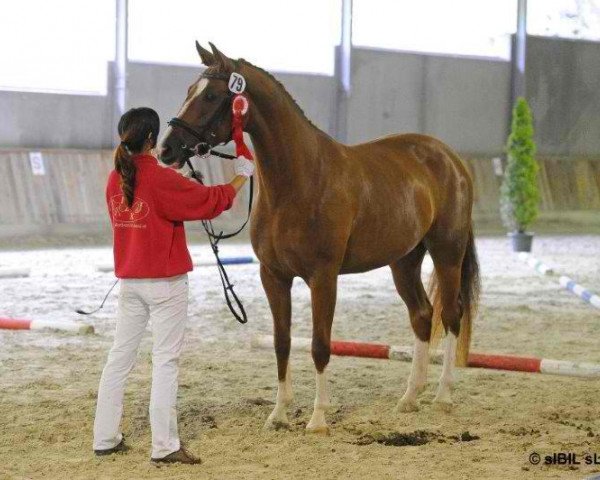 horse Sirrah (Austrian Warmblood, 2009, from Auheim's Rhaposario)