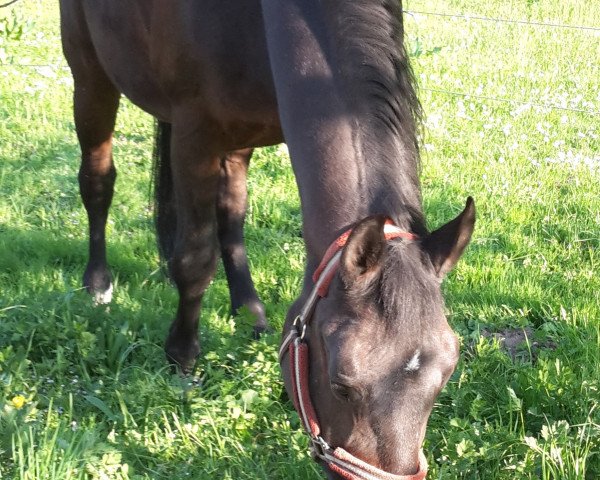 dressage horse Calif 24 (Bavarian, 1996, from Caretello B)