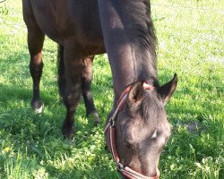 dressage horse Calif 24 (Bavarian, 1996, from Caretello B)