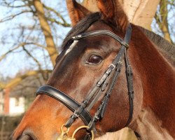 dressage horse Feelgood (Hanoverian, 2002, from Fishermans Friend)