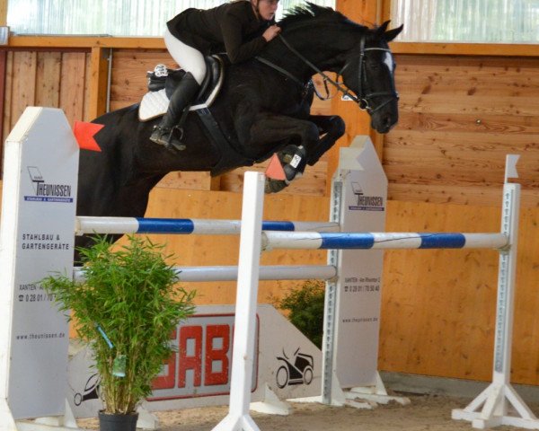 jumper Lord Louis 8 (Rhinelander, 2004, from Lord Lancer)