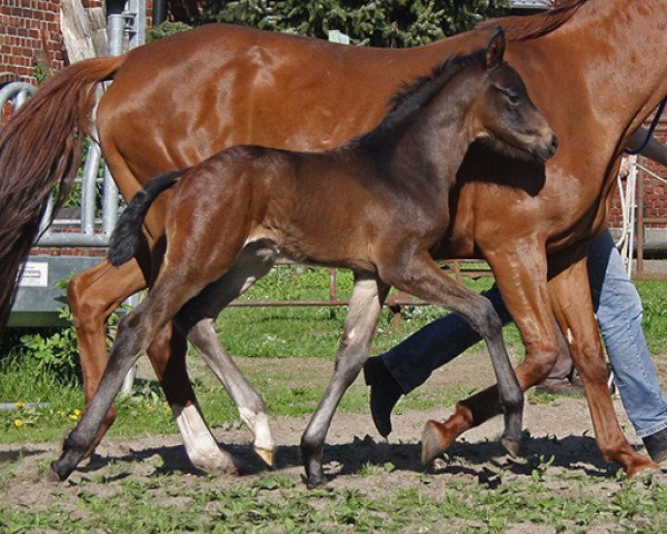 horse Sherman (Hanoverian, 2015, from Schwarzgold)