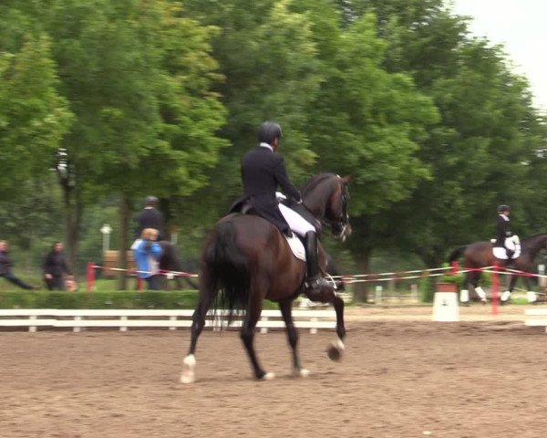 Reitturnier Hamm-Rhynern 2020