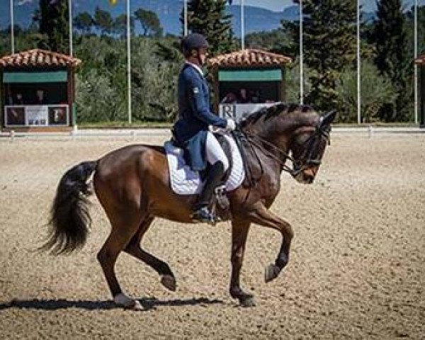 Dressurpferd Robinson de Lafont de Massa (Lusitano, 2005, von Maestro JGB) Dressurpferd Robinson de Lafont de Massa (Lusitano, 2005, von Maestro JGB)