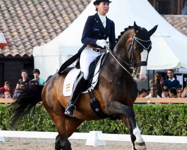 dressage horse Sir Radjah (Westphalian, 2005, from Sir Donnerhall I)