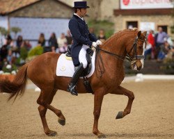 Deckhengst Alcaide (Lusitano, 2005, von Lobito)