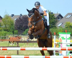 jumper LATE NIGHT STAR (Zangersheide riding horse, 2007, from Tailormade Lawito)