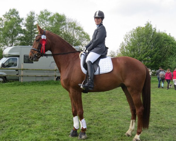 jumper Bambolino H (Westphalian, 2010, from Basic)