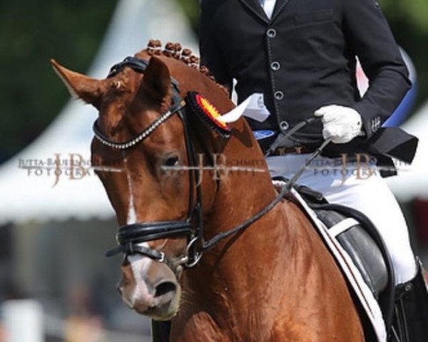 dressage horse Mr. Diamond (Trakehner, 2011, from Syriano)