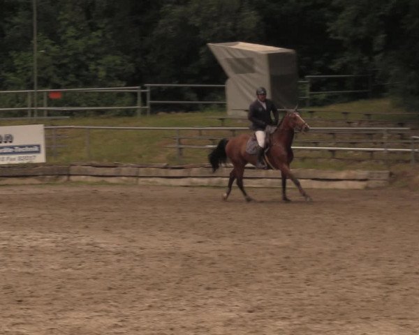 Reitturnier Lgl.-Oberhain, B95 2020