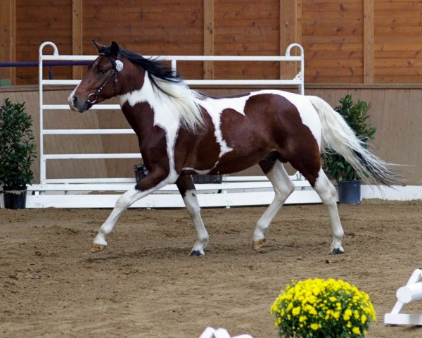 Deckhengst Iwen Inferno (Pinto/Kleines Reitpferd, 2008, von INFERNO Suffield Mustang)