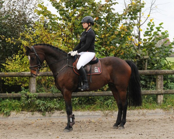 horse Stute von Quaid I/Landstallmeister (Hanoverian, 2010, from FRH Quaid)