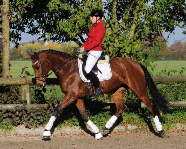 horse Danique (KWPN (Royal Dutch Sporthorse), 2008, from Valeron)