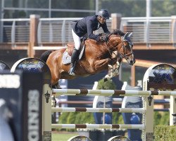 jumper Bonheur S (Belgian Warmblood, 2001, from Toulon)