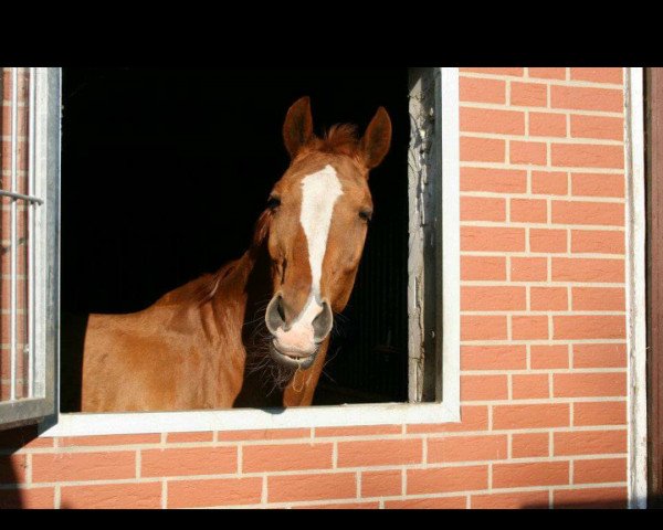 horse Alegro 50 (Hanoverian, 1990, from Akut)