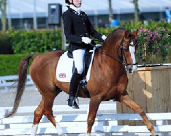 stallion Bernwode Brokat (German Riding Pony, 1997, from Brillant)