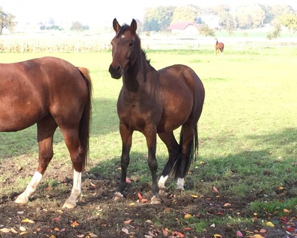 horse Hollister (German Riding Pony, 2013, from Harvey)