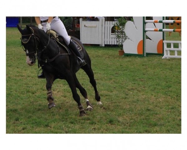jumper Di da (Oldenburg, 2003, from D'Olympic)