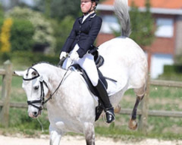 horse Rubels Junior (Nederlands Rijpaarden en Pony, 2002, from Rubels)