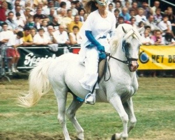 stallion Rockland Fair Game (Welsh Partbred,  , from Shalbourne Wildfire)