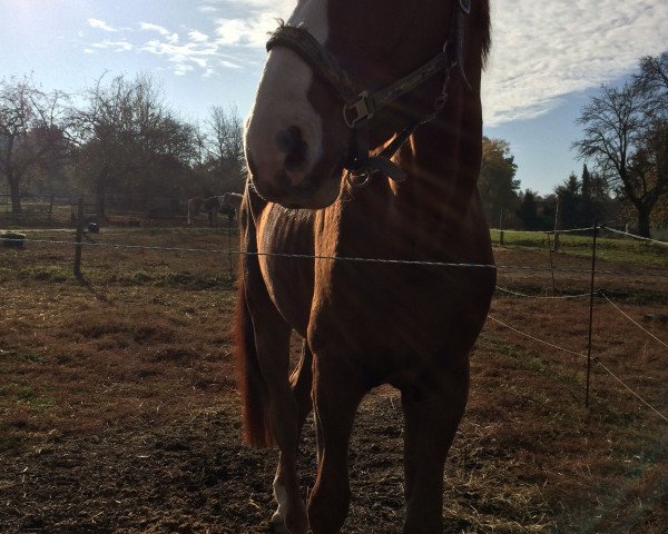 horse Stakko's Siegfried (Hanoverian, 2011, from Stakko)