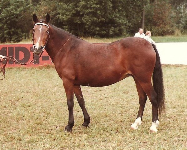 broodmare Bridgelea Black Velvet (New Forest Pony, 1966, from Nigger Step of Bridgelea)