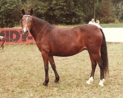 broodmare Bridgelea Black Velvet (New Forest Pony, 1966, from Nigger Step of Bridgelea)