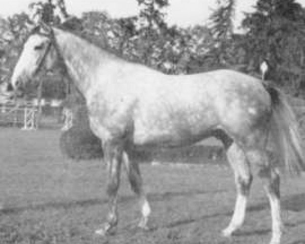 Deckhengst Farceur AA (Anglo-Araber, 1972, von Fontenoi AA)