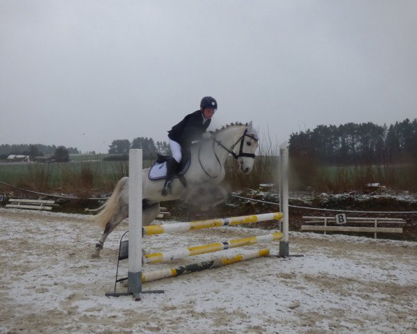 horse Nikita von der Geest (German Riding Pony, 2004)