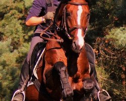 stallion Salomon (Shagya Arabian, 2001, from Sarid ox)