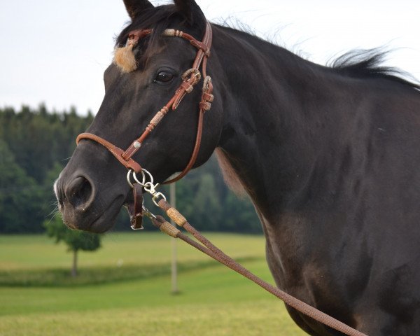 Zuchtstute Kims Pearl Olena (Paint Horse, 2008, von Glo Bar Olena)