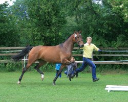 broodmare Sam 975 (Hanoverian, 2008, from Stalypso)