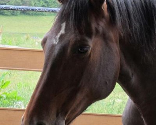 horse Mon amie 9 (Bavarian, 2002, from Rotgold)