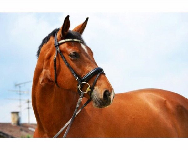 horse Quinn 24 (Oldenburg, 2004, from Quidam's Rubin)