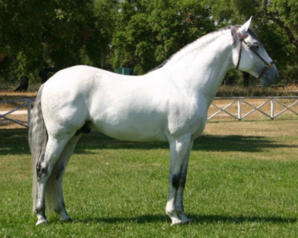 stallion Quixote (Lusitano, 1997, from Xaquiro) stallion Quixote (Lusitano, 1997, from Xaquiro)