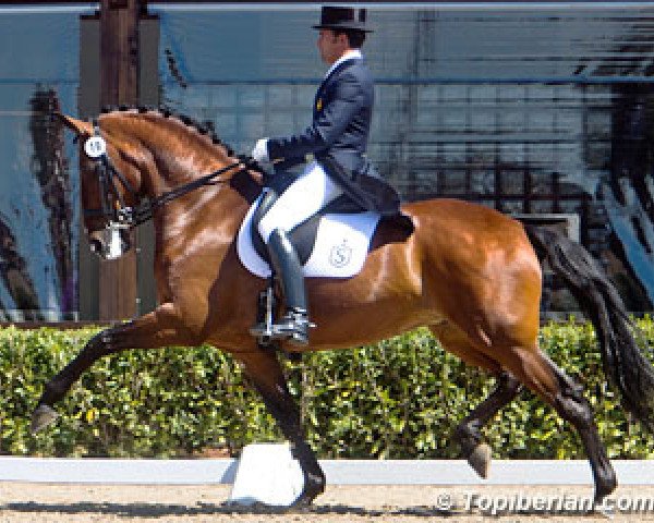 Dressurpferd Batuta (Lusitano, 2006, von Quixote) Dressurpferd Batuta (Lusitano, 2006, von Quixote)