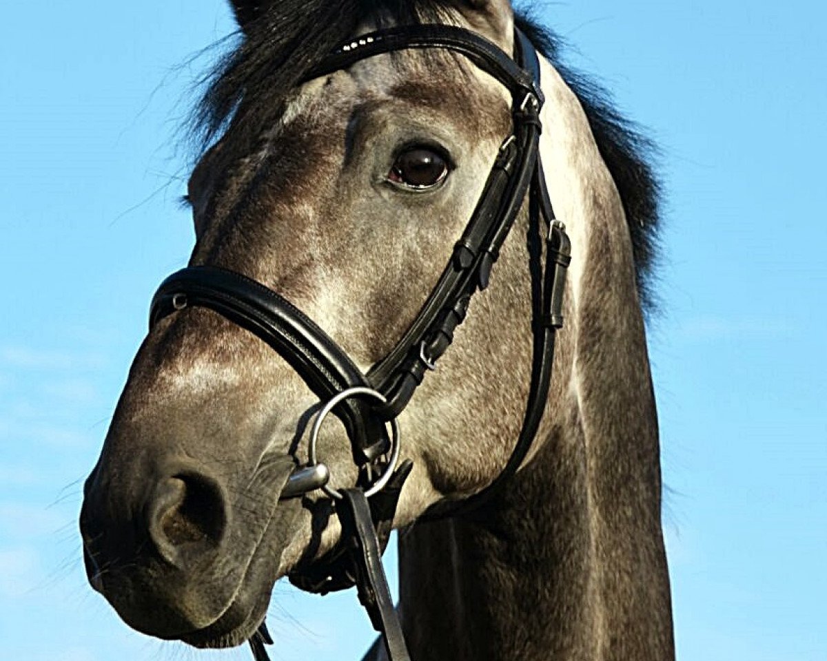 Deckhengst Quinetto Z (Zangersheide Reitpferd, 2011, von Quinar)